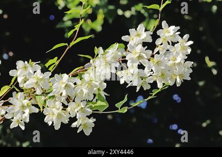 Blumen Mock-Orange (Philadelphus) schließen gegen den blauen Himmel Stockfoto