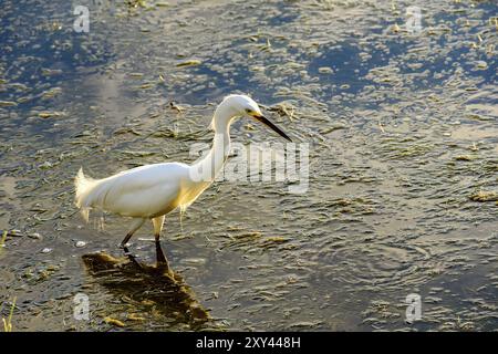 Junge weiße Reiher zu Fuß durch das Wasser und die Vegetation von einem See am Nachmittag Stockfoto