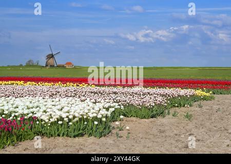 Holländische Windmühle und farbenfrohe Tulpenfelder in Alkmaar Stockfoto