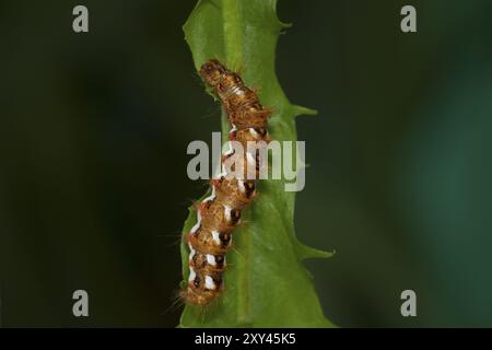 Raupe von Dock Bark Ewl, Acronicta rumicis, raupe von Knotengras Stockfoto