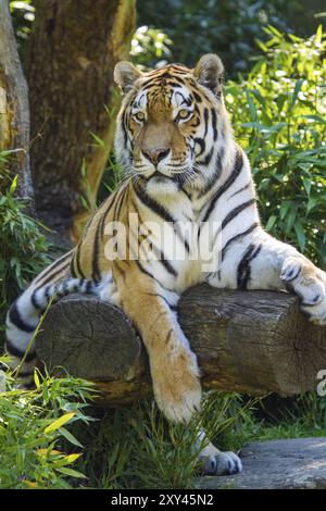 Sibirischer Tiger (Anthera tigris altaica) Stockfoto