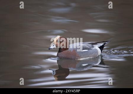 Eurasische Witwe, männlich, Anas penelope, Eurasische Witwe, männlich Stockfoto