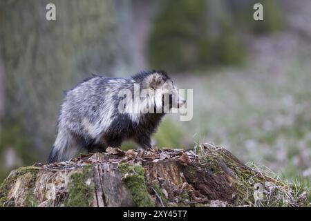 Marderhund, Nyctereutes procyonoides, Marderhund Stockfoto