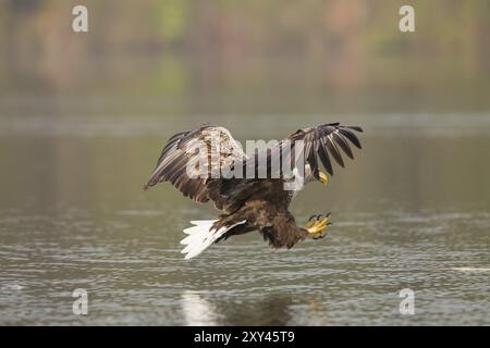 Seeadler, Haliaeetus albicilla, Seeadler Stockfoto