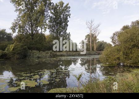 Isar altes Wasser, Isar Rückwasser Stockfoto