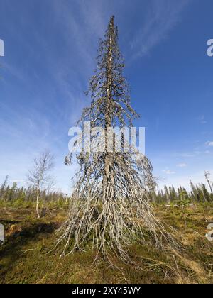 Fichte (picea abies) toter Baum in offenen Wäldern, Mai, Finnisch Lappland Stockfoto