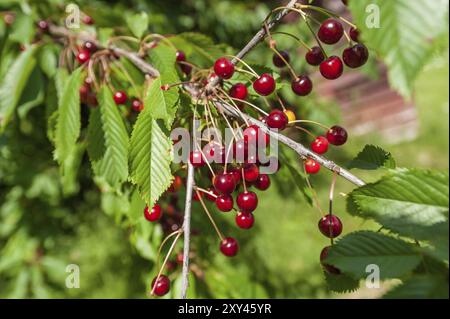 Rote, reife Wildkirschen (Prunus avium), die an einem Zweig hängen Stockfoto