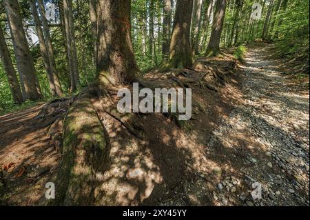 Baumwurzeln auf dem Steinweg zur Teufelskueche, die als Naturdenkmal ausgewiesen ist. In der Nähe von Oberguenzburg in Guenztal, Allgaeu, Bavari Stockfoto