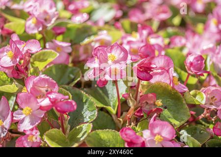 Rosa Mohnblumen im Garten im Sommer Stockfoto