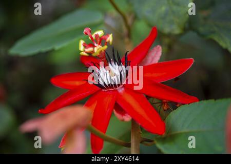 Blume einer roten Passionsblume (Passiflora vitifolia), Tortuguero Nationalpark, Costa Rica, Mittelamerika Stockfoto