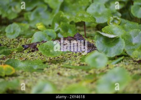 Nördlicher Brillenkaiman (Caiman crocodilus) im Wasser, Kopf über Wasser, zwischen Wasserpflanzen, Tortuguero Nationalpark, Costa Rica, Zentr Stockfoto