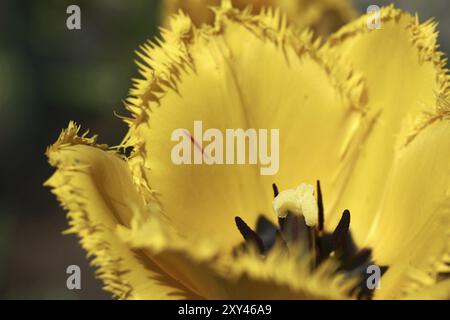 Tulpe Stockfoto