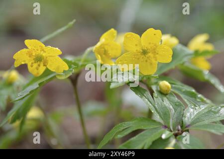 Die blühende gelbe Anemone ranunculoides, gelbe Anemone mit Regentropfen Stockfoto