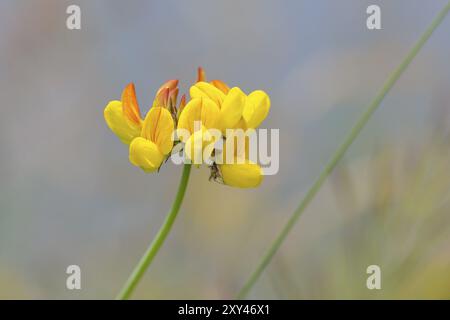 Blume des gewöhnlichen Hornkrauts, Lotus corniculatus, Vogelfuß-Trefoil, Vogelfuß-Trefoil Stockfoto