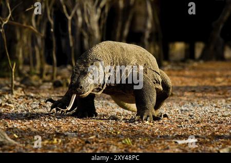 Der Komodo-Drache, ein wilder Fleischfresser und Raubtier, spaziert auf einem Waldweg auf der Insel Komodo, Indonesien, Asien Stockfoto