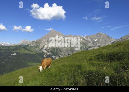 Weidekuh und Spitzhorn, Berg im Berner Oberland Stockfoto