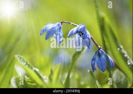 Blühende Scilla bifolia (Scilla bifolia) mit Tautropfen im Frühjahr, Hintergrundlicht, blühende Scilla (Scilla bifolia) im Frühjahr, Hintergrundlicht situati Stockfoto