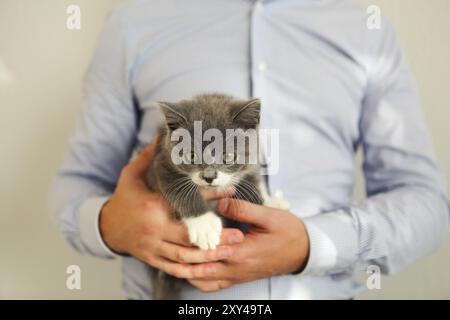 Man spielt mit den Kätzchen. Katze auf menschliche Hände Stockfoto