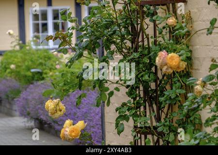 Gelbe Rosen klettern auf einem Spalier entlang einer Ziegelmauer, im Hintergrund Lavendel und ein gemütliches Haus, svaneke, bornholm, ostsee, dänemark, Skandinavi Stockfoto