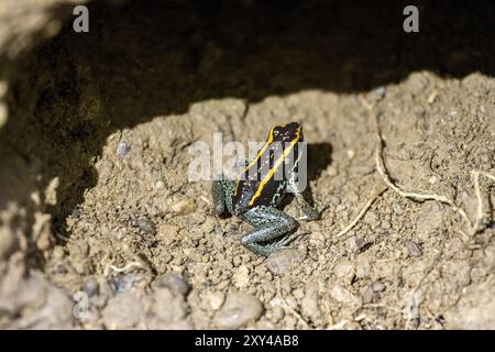 Golfodulceischer Giftfrosch (Phyllobates vittatus), in einer Höhle, Corcovado Nationalpark, Osa, Provinz Puntarena, Costa Rica, Zentralamerika Stockfoto