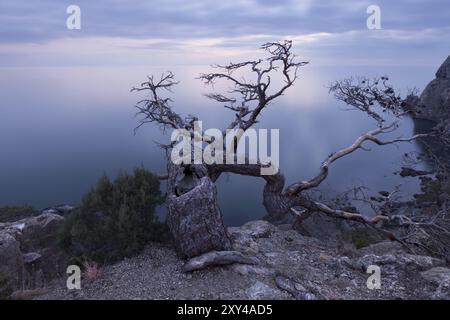 Alter wacholderbaum an der felsigen Küste des Schwarzen Meeres. Krim, Ukraine, Europa Stockfoto