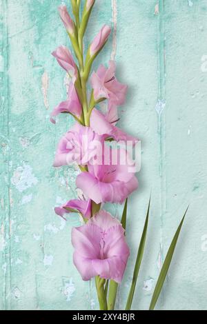 Einzelschwertlilie (Gladiolus) an Bord Hintergrund Stockfoto