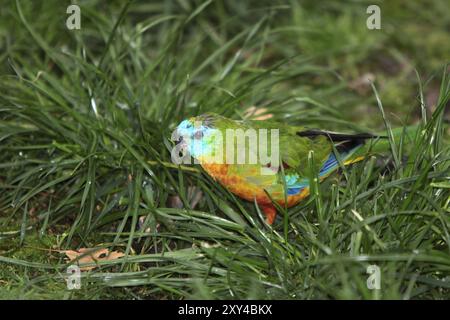 Schöne Sittich Stockfoto