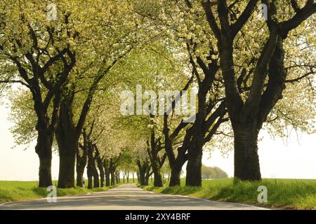 Kirschallee im Frühling Kirschallee im Frühling Stockfoto