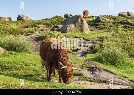 Kühe auf der Oberseite von Higger Tor im Peak District, South Yorkshire, England, Großbritannien Stockfoto