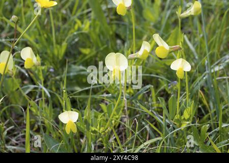 Spargelerbse, Lotus maritimus, Syn.: Tetragonolobus maritimus, Drachenzähne Stockfoto