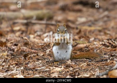 Amerikanisches Rothörnchen, bekannt als Kiefernhörnchen, nordamerikanisches Rothörnchen und Chickaree Stockfoto