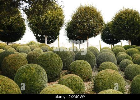 Landschaftsgarten mit Buchsbaumkugeln in der Nähe von Frankreich. Grüne Kugeln. Stockfoto