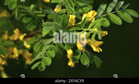 Eine Caragana arborescens oder eine gelbe Akazie Stockfoto