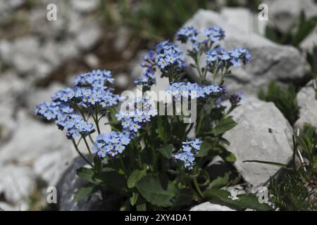 Alpine Vergiss-mich-nicht, Myosotia alpestris Stockfoto