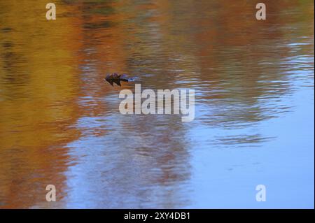 Eichenblatt schwimmt im Wasser. Eichenblatt schwimmt im Wasser Stockfoto