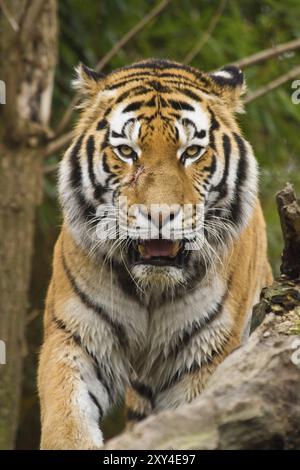 Sibirischer Tiger (Anthera tigris altaica) Stockfoto