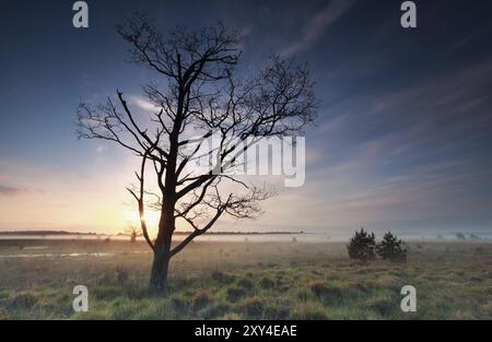 Sonnenaufgang hinter trockenem Baum auf Sumpf im Frühling Stockfoto