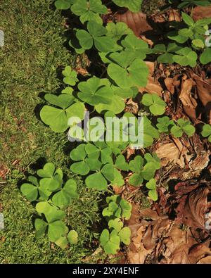 Wildpflanzen, die in Wäldern wachsen. Sauerampfer aus Holz Stockfoto