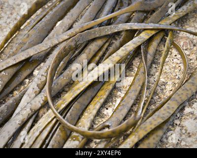 Thongweed, Sea-Tanga auf Meeresfelsen. Essbare Algen. Himanthalia elongata. Nahaufnahme Stockfoto