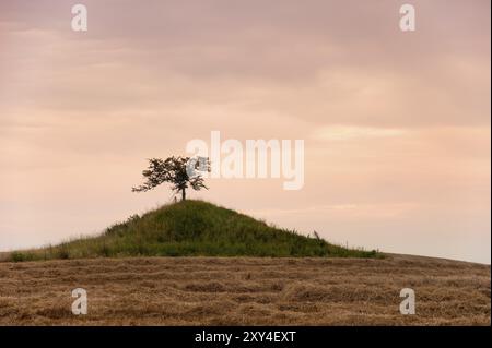 Antike Grabhügel aus der Bronzezeit auf der Insel Moen, Dänemark, im Licht der Abendsonne, Europa Stockfoto