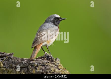 Gemeinsamer Redstart, männlich, Phoenicurus phoenicurus, gemeinsamer Redstart, männlich Stockfoto