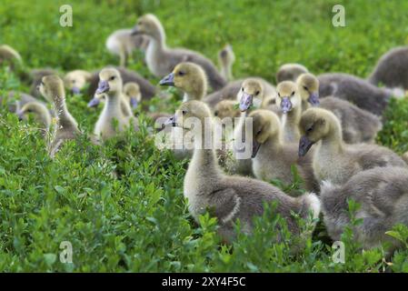 Eine junge Gänse-Stand in Grasgrün Stockfoto