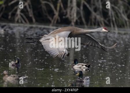 Der Sandhill-Kran (Antigone canadensis) im Flug Stockfoto