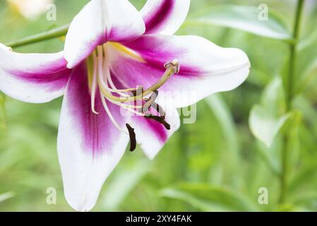 Schöne Lilie hat hochwertige weiße und rosa Farbe Stockfoto