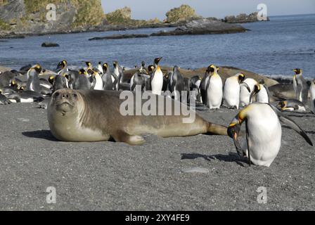 Junge See-Elefanten und König Pinguine am Strand, Gold Harbour, Süd-Georgien Stockfoto