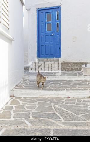 Typische griechische Gasse mit cat, Karpathos Stockfoto