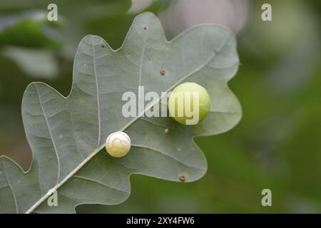 Großer Eichenapfel auf Blatt (gemeine Eichengallwespe), gemeine Eichengallwespe Stockfoto