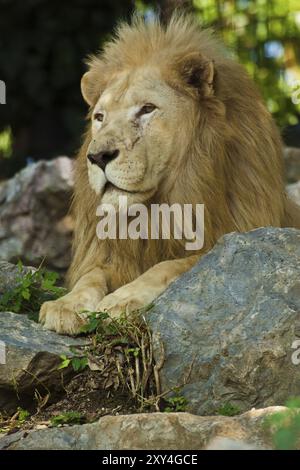 Transvaal-Löwe (Panthera Leo Krugeri) Stockfoto