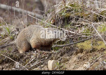 Der Murmeltier (Marmota monax), auch bekannt als Waldschwein Stockfoto