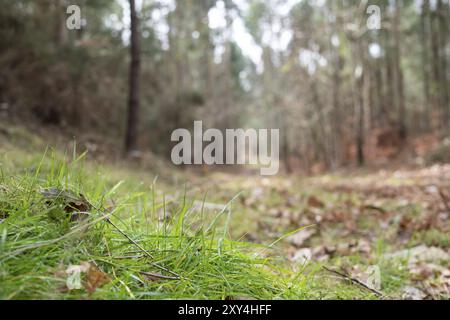 Low Angle View einer Herbst Wald mit Bäumen und einem Pfad. Natur Unschärfe-Effekten im Hintergrund Stockfoto